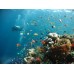 3D2N Tioman Islands Snorkeling Ex-Mersing Jetty